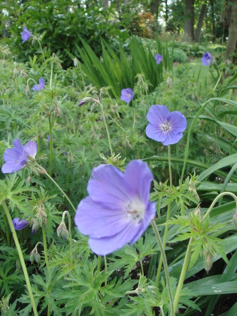 Geranium x 'Orion' fleur